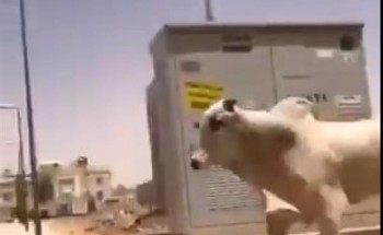 بالفيديو.. كاد يفتك بأحد الأشخاص.. شاهد: مطاردة مثيرة لثور هرب من مسلخ في الرياض