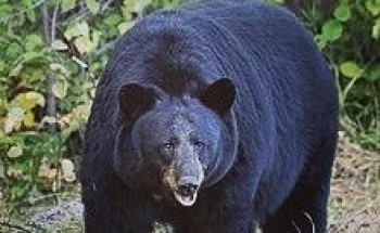 بعدما صدرت الوباء للعالم.. الصين تلجأ لـ “الدب الأسود” للقضاء على كورونا !