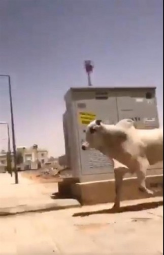 بالفيديو.. كاد يفتك بأحد الأشخاص.. شاهد: مطاردة مثيرة لثور هرب من مسلخ في الرياض